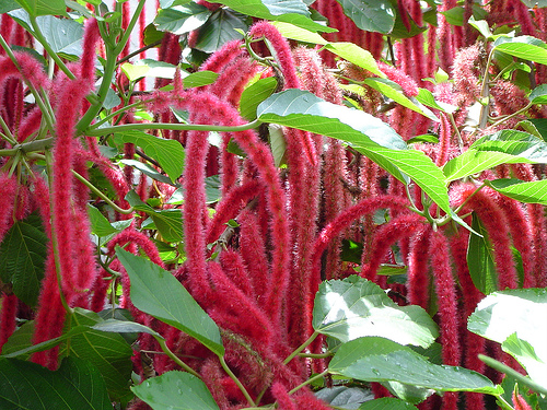 Chenille is a fun plant to touch with long red furry catkins