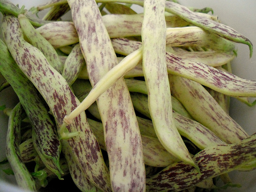 Dragon Tongue bush bean