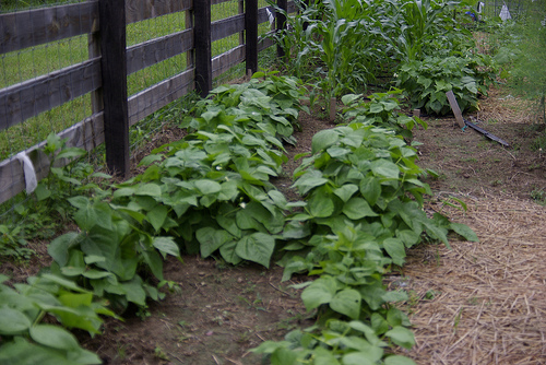 Green bush beans in the garden