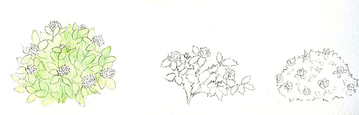 Drawing Detailed Shrubbery