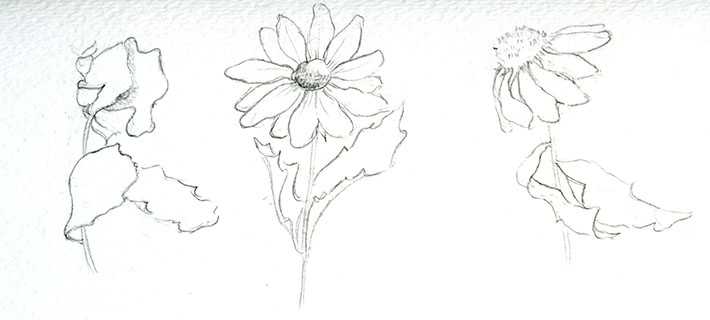 Flower poses for sketching