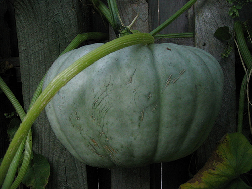 Jarrahdale squash is a beautiful and delicious winter squash to grow