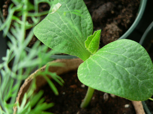 Kabocha seedling will grow into winter squash