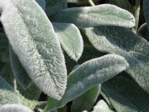 Lamb's ear is a fun plant to touch with velvet-soft leaves