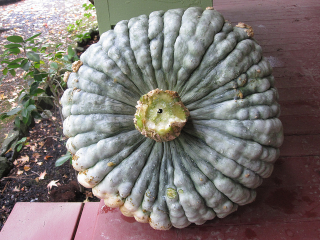 marina di chioggia is a lovely winter squash