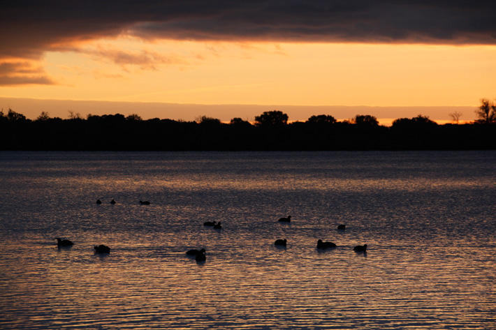 Sunrise silhouette of ducks on a lake