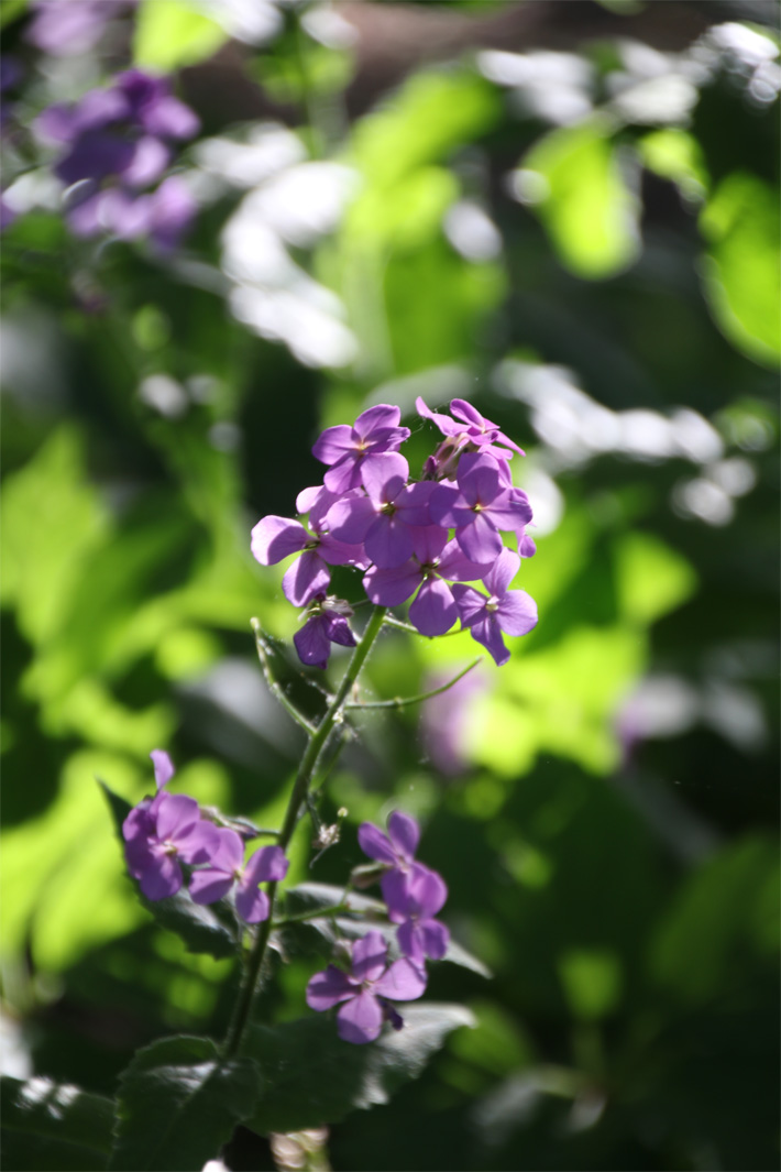 Backlit photograph of a purple flower