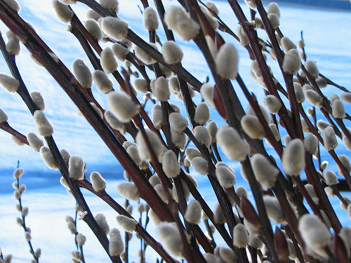 pussy willow is a fun plant to touch