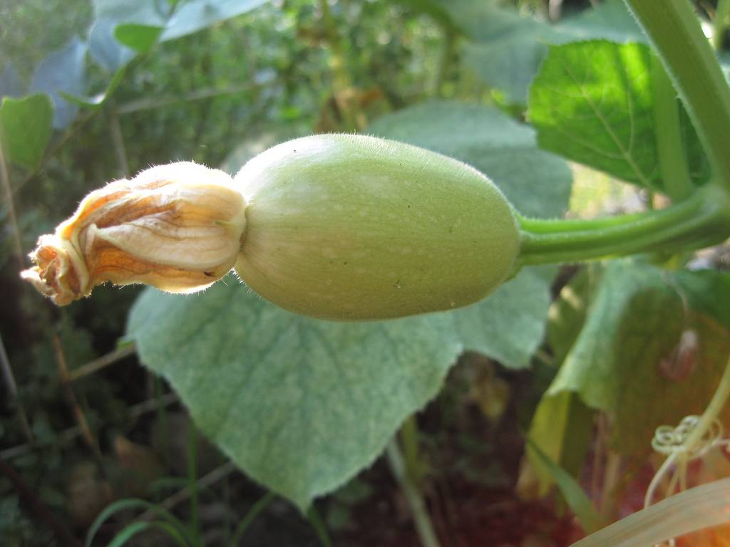 spaghetti squash has flesh that looks like spaghetti noodles