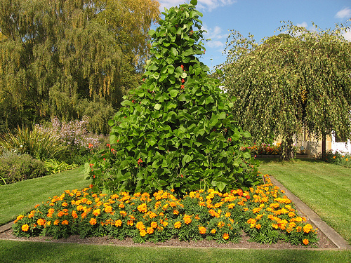 A teepee of pole beans