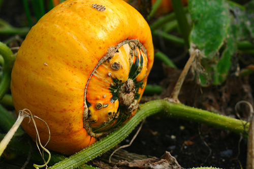 Turban squash growing in garden