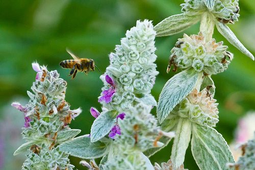 A bee with lamb's ear flowers