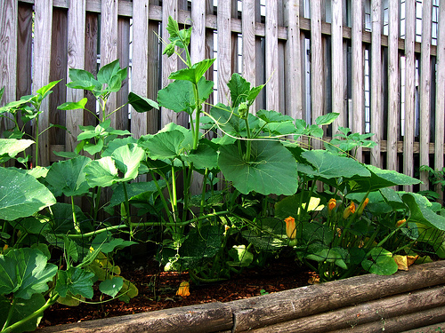 Winter squash growing in garden