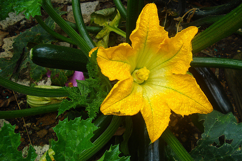 A summer squash, zucchini in bloom