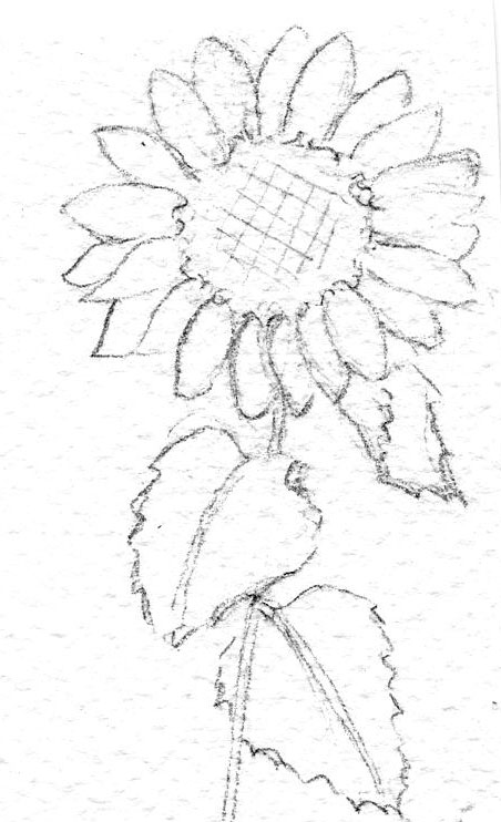 Sunflower Sketch