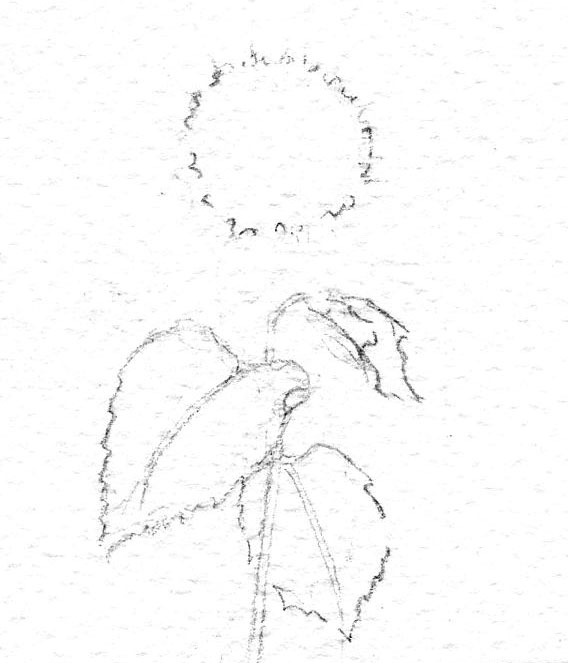 Beginning sketch of a sunflower