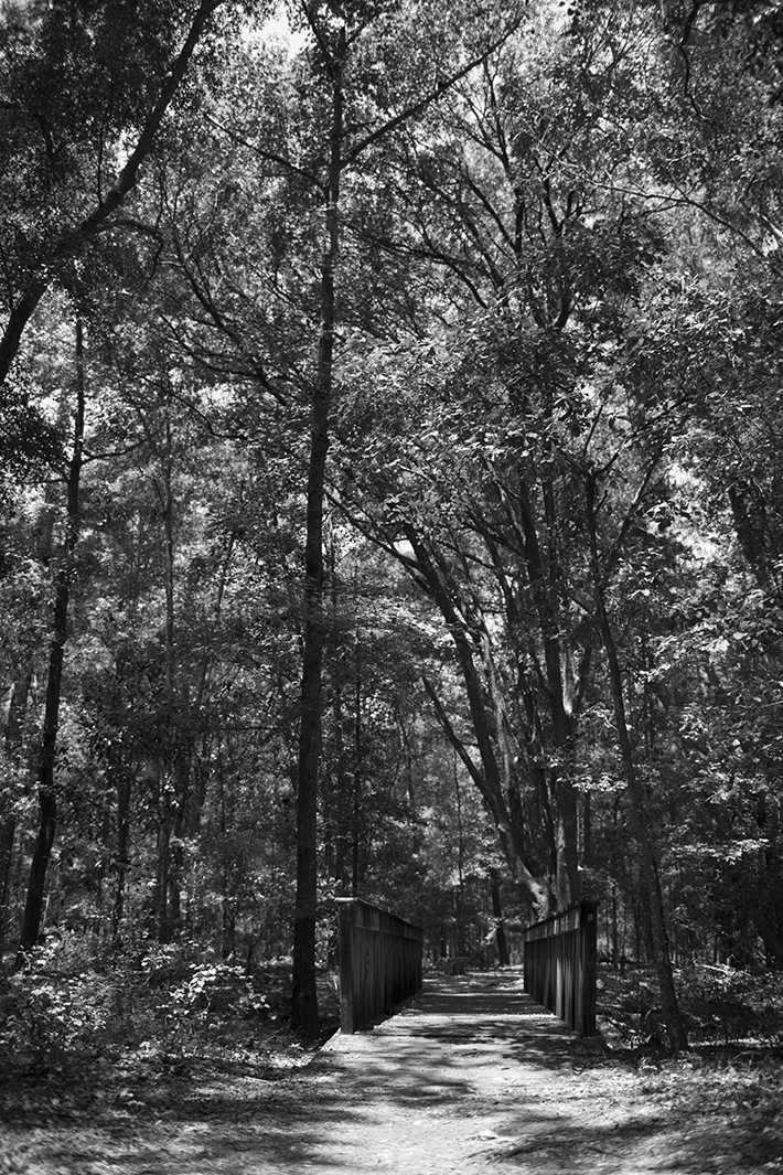 Poor black and white forest photo