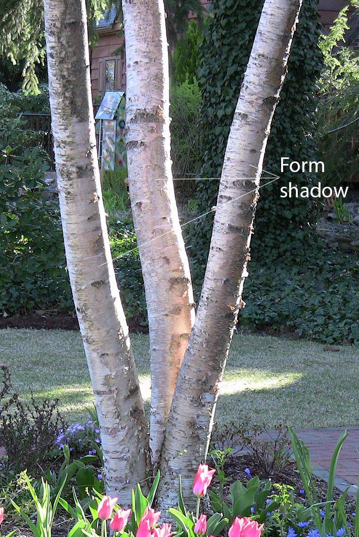 Form Shadow on a Tree