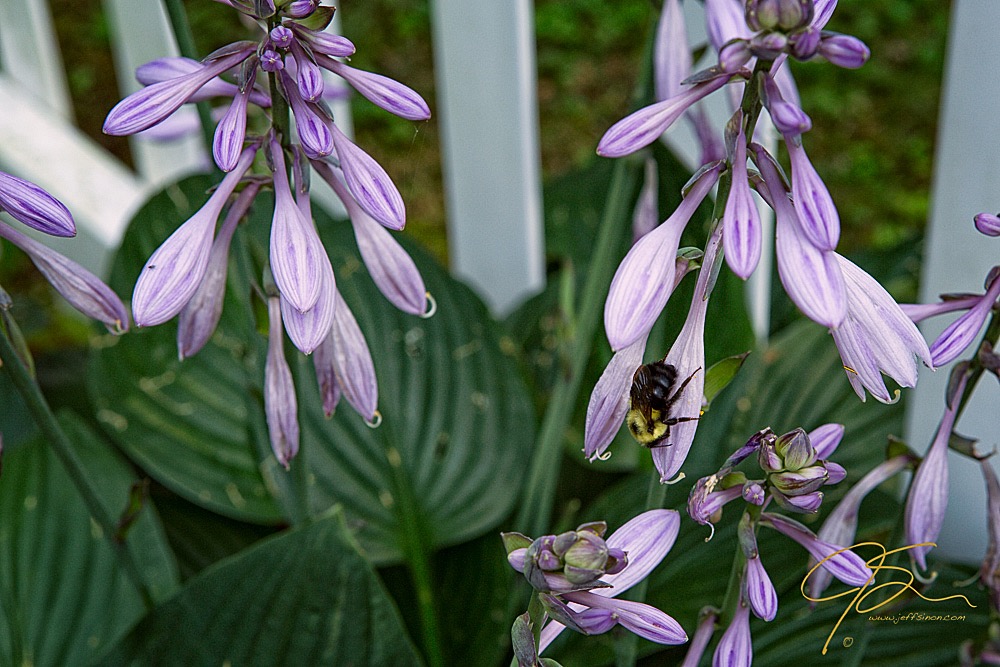 bumblebee_at_f_10_0708-Edit