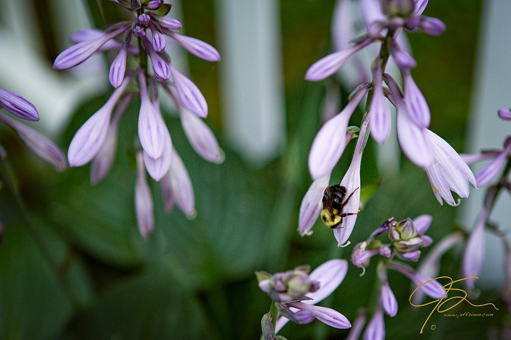 Bumble Bee Depth of Field Photo