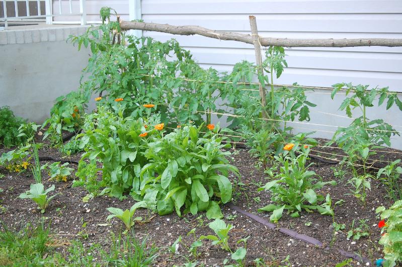 Permaculture Garden