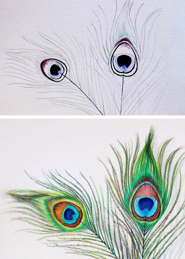 how to draw peacock feathers demo steps