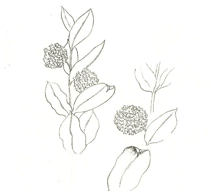 Milkweed Flower Sketch