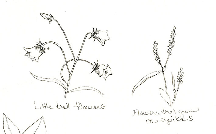 Bell and Spike Flower Sketch