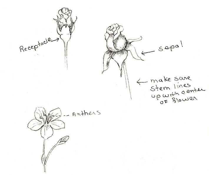 Parts of Flowers for Sketching