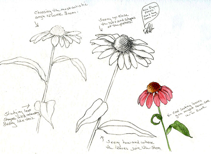 Sketching Flowers