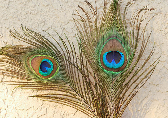 Colored pencil drawing of peacock feathers