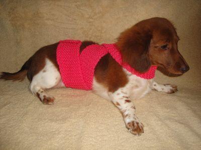 Ttouch Mock Anxiety Wrap for Dogs Knitting Pattern