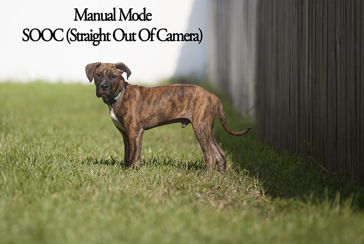 Manual Mode Dog Example