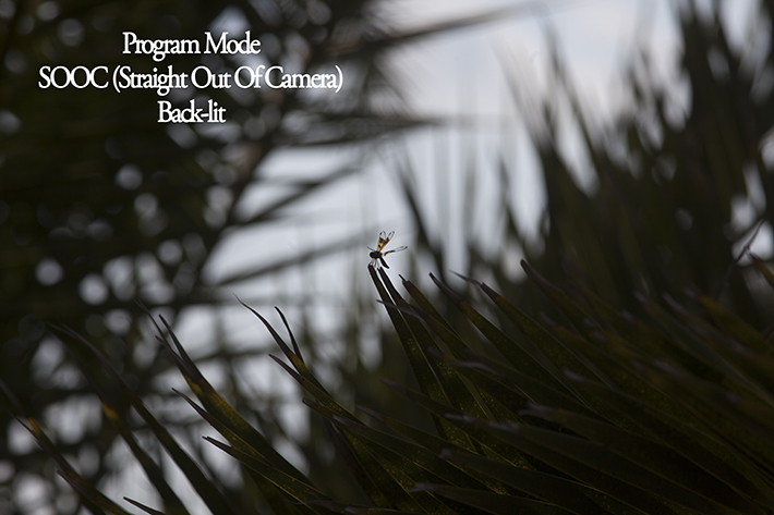 Program Mode Dragon Fly Example