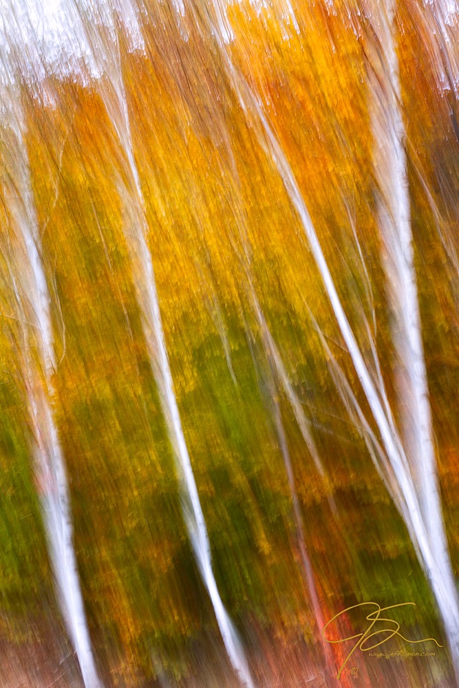 Birch trees photographed using camera motion during exposure.