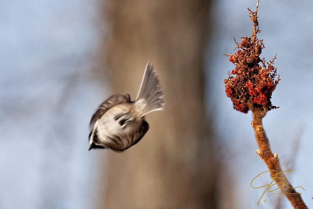 A black-capped chickadee taking off from a sumac branch.