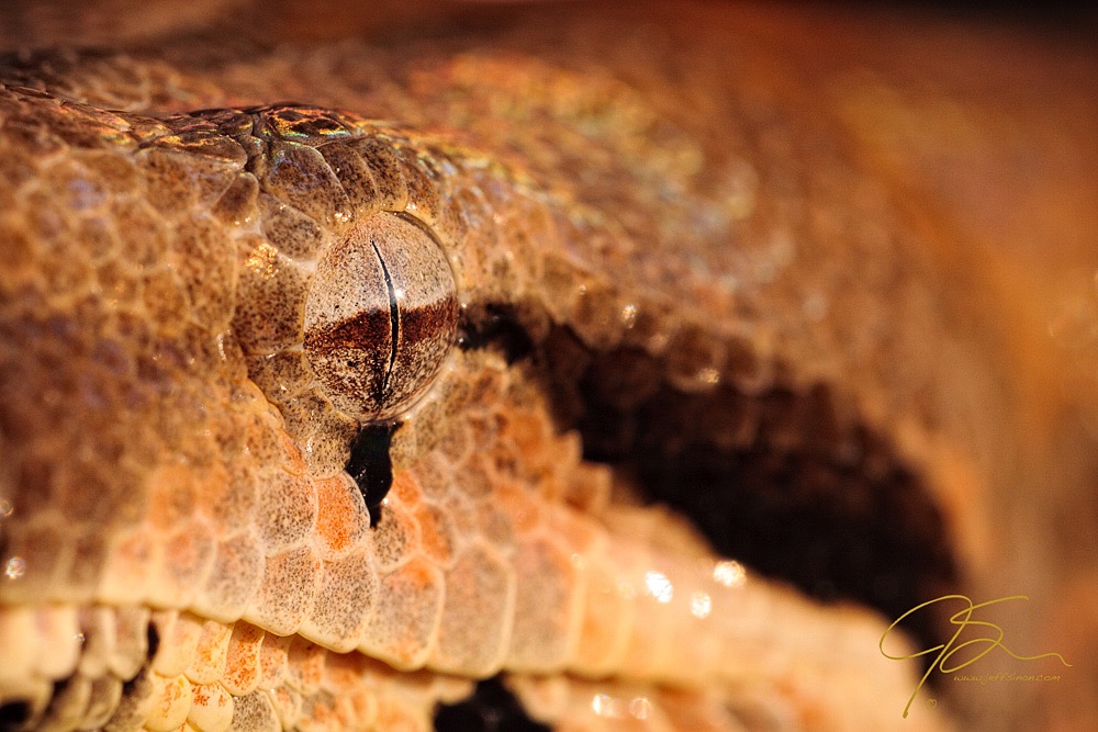 macro image of the eye of a boa constrictor
