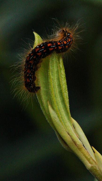 Caterpillar Macro Photo