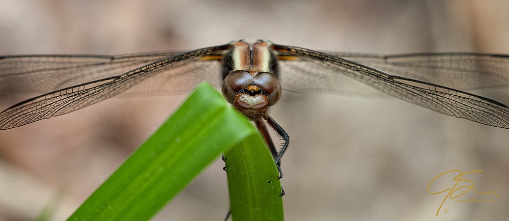 macro image of a large dragonfly on a blade of grass