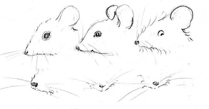 How to Draw Mouse Whiskers in Pencil