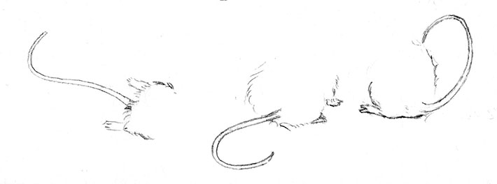 How to Draw a Realistic Mouse Tail