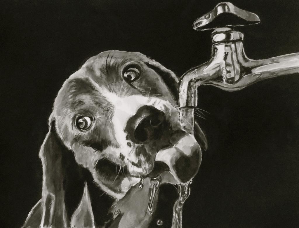 Dog drinking