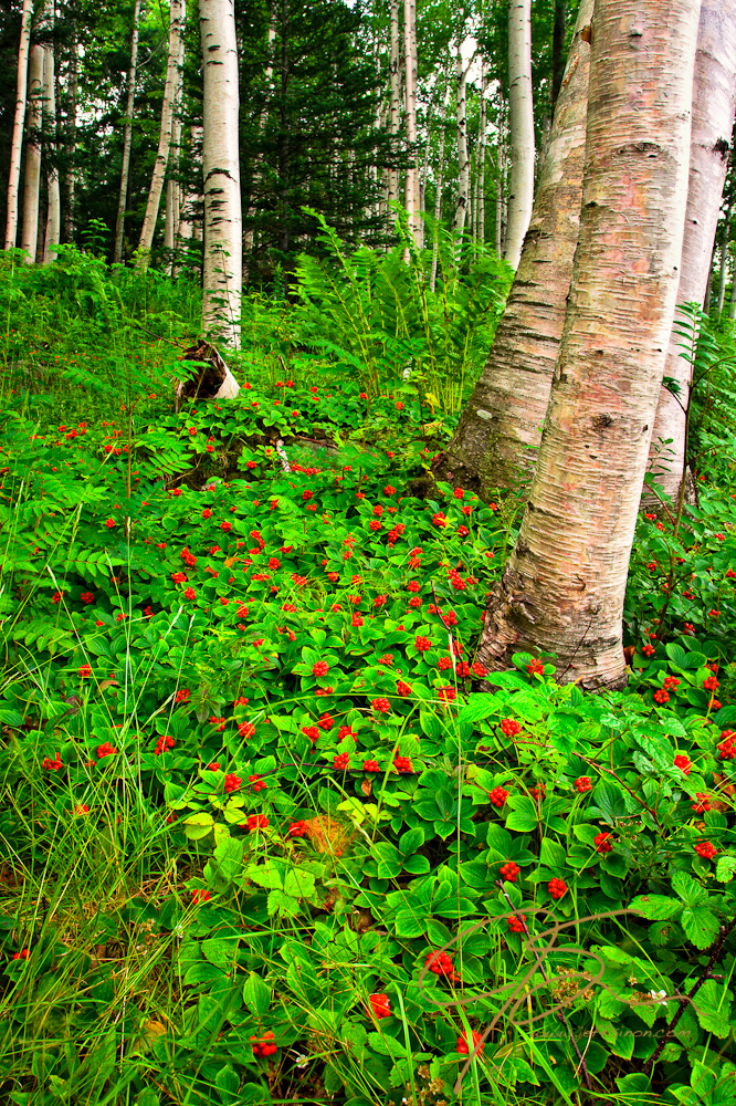 Brilliant white birch trees and bright red bunchberry.