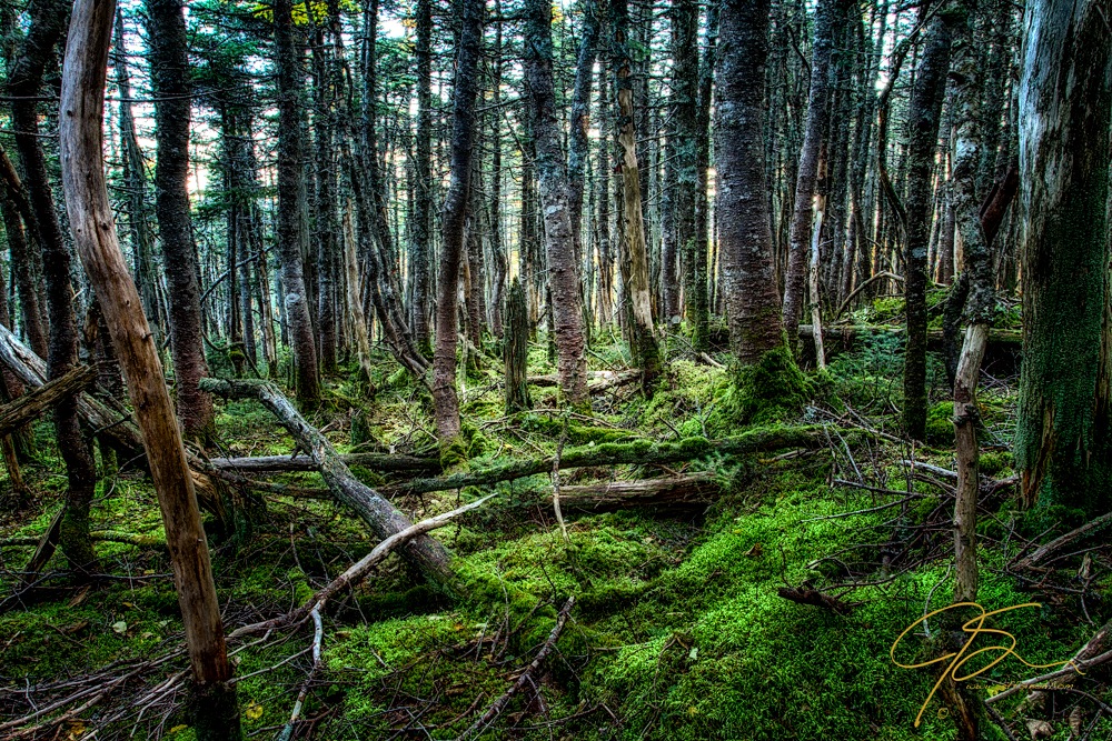 Moody moss covered forest