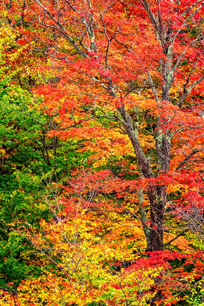 The red, gold and orange of the fall foliage