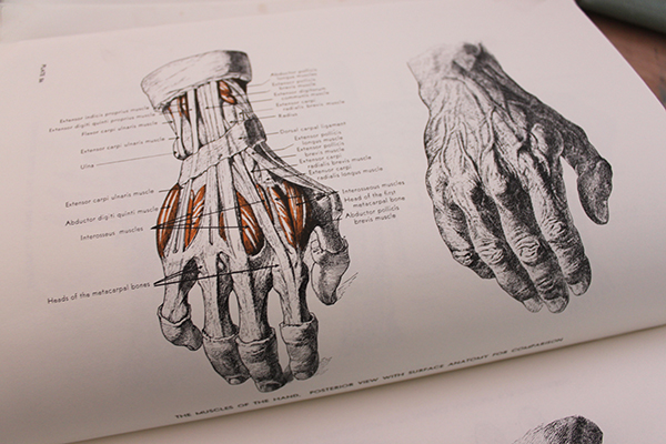 Anatomy book of hands - muscular view