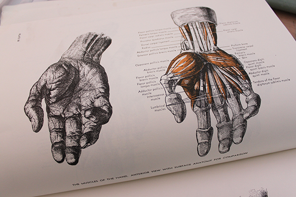 Anatomy book of hands - muscular view