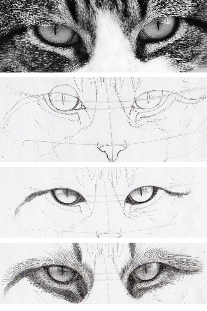 realistic drawing of cat's eyes in steps