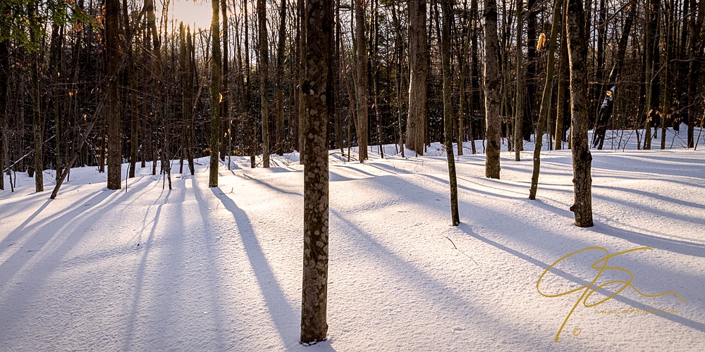 Bare trees cast their shadows on the snow covered forest floor