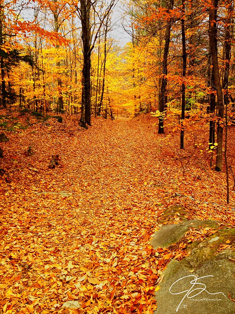 A path leads through the golden forest of autumn